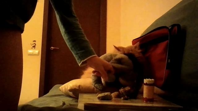 Лагерь животных!