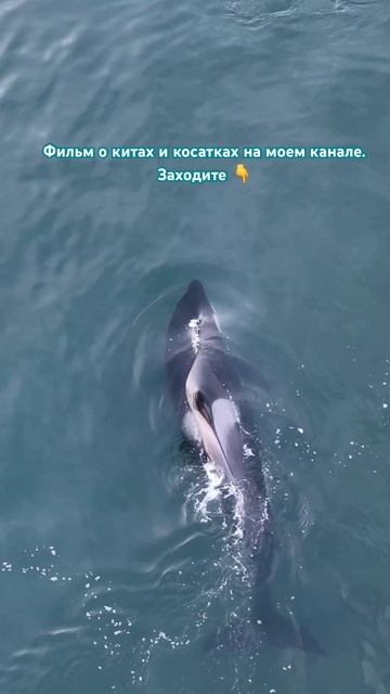 Косатка с дрона#шантарскиеострова #шантары #хабаровскийкрай #туристссср #кит #киты #косатка #косатк