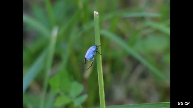 La Hoplie Bleu