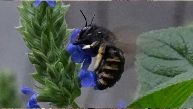 31737b90129accef65162ce4227e0472