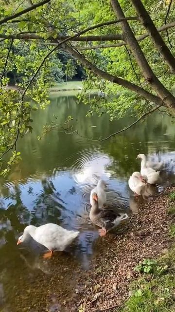 Гуси в Царицыно