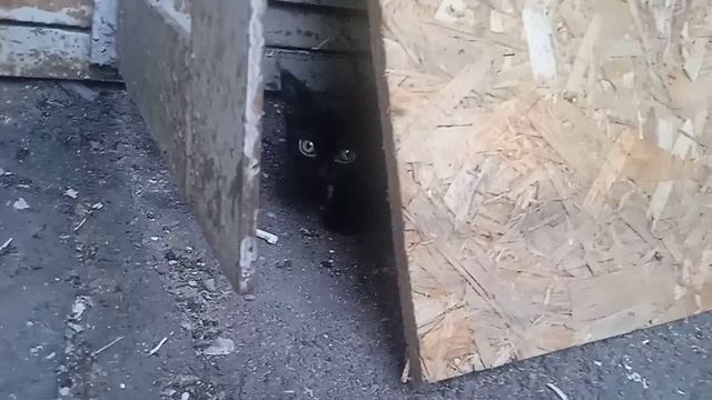 Обнаружен маленький котенок! Взять его некуда. Ищем дом малышу! Петербург