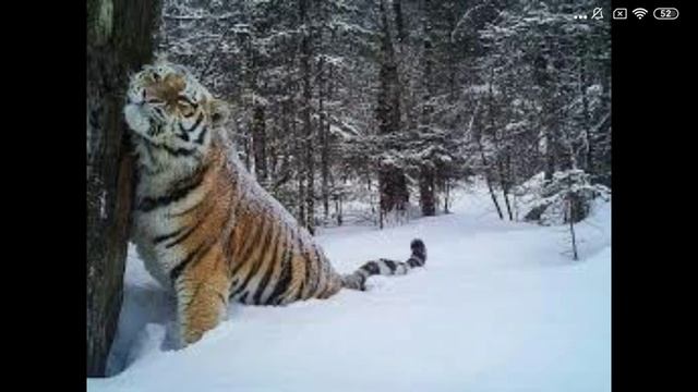 африканский лев против амурский тигр 🐅🐯