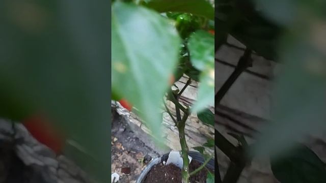 Невероятно урожайный, вкусный, красивый острый перец Pimenta Puma Red  Пимента