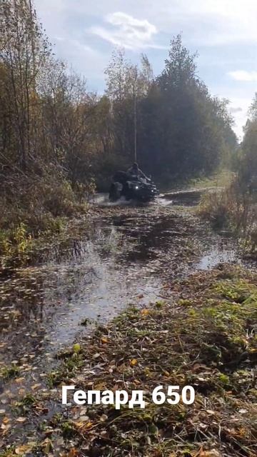 Стелс гепард 650