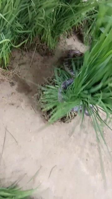 कॉमन करैत सांप. Common Krait Most Venumus Snake.