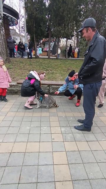 #ямыилюша #енотики #raccoon #животные Сосед цепляет девчонок с помощью Витюши.