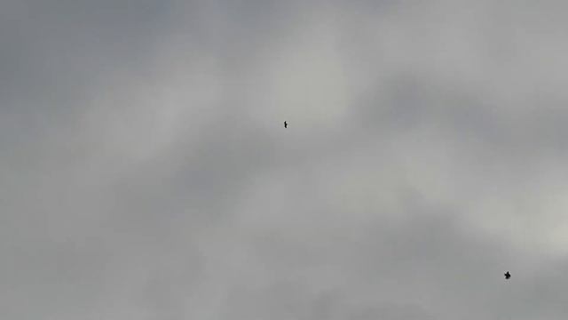 17.11.18.г.голуби дяди Коли моего друга и соседа город Болград