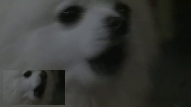 PHARADOH - DoG SIEMEN$