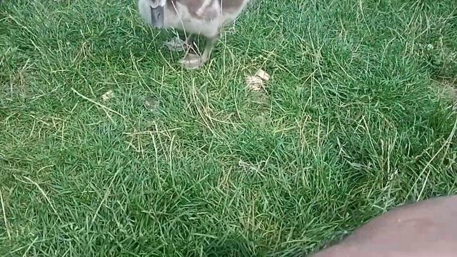 Кормлю с рук маленьих утят