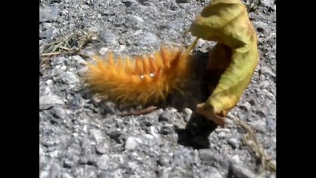 Orange Haarige Raupe