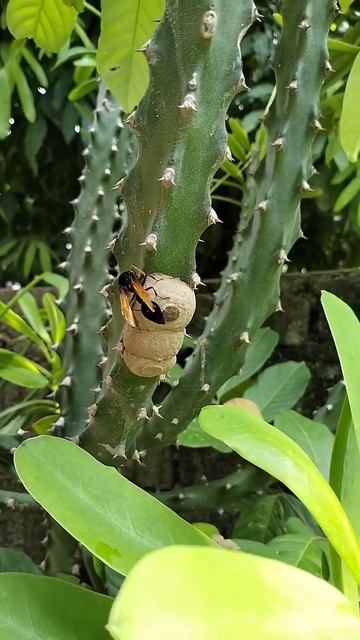 #Vespa Tropica #shortsbeta  #shortvideo #vespa