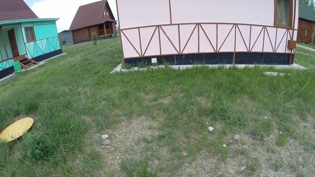 Суслик (Кисочка) позирует на камеру.