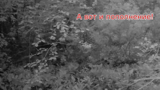 Пополнение в лосином семействе