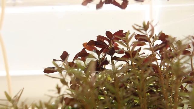 Aquascaping SUNSHINE/NATURAL SUNLIGHT AQUARIUM  -Introducing The Fish And End Of The Story-