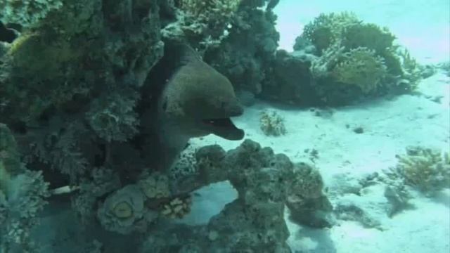 Underwater2