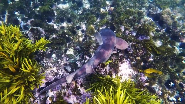 Blind Shark Isn't Blind