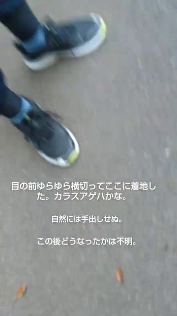 弱ってるカラスアゲハを発見したじじい