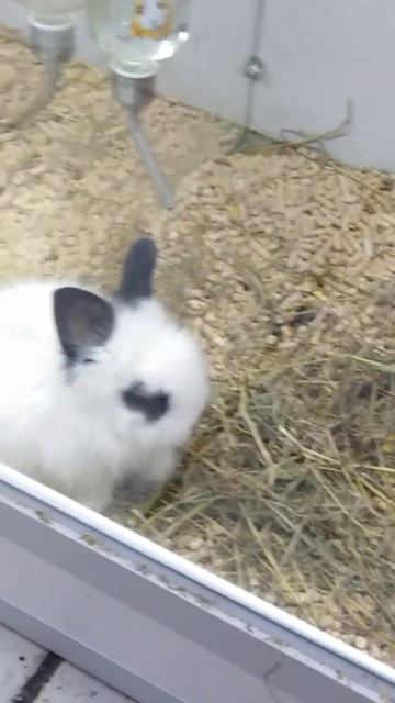 Декоративный кролик 🦋Бабочка🦋