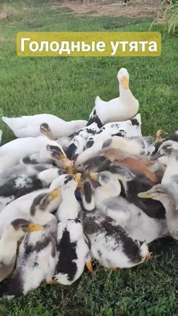 Голодные утята #дача #утята #деревня #village #жизньвдеревне #село #мясо #ördek #civciv #belarus