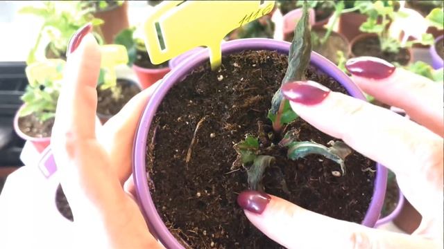 Cc59605818b42e226423b4ea108236ad