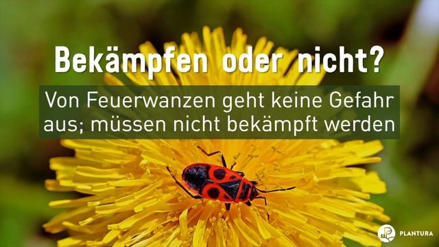 Feuerwanzen: Gefährlich & Giftig?