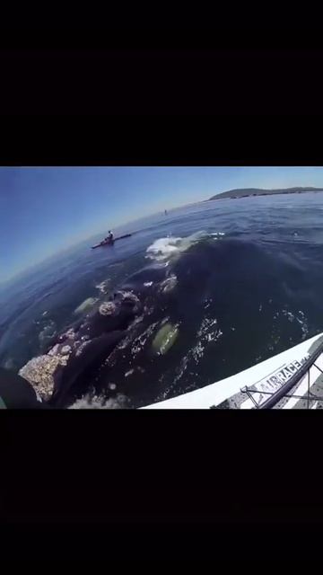 #whales #whalesounds #ballenas #ballenassonidos #baleine #sonsdebaleines الحوت الأصوات  الحيتان #ки