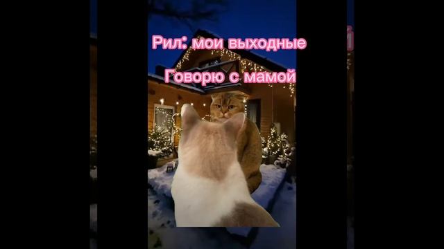 кошачья жизнь 1 часть
