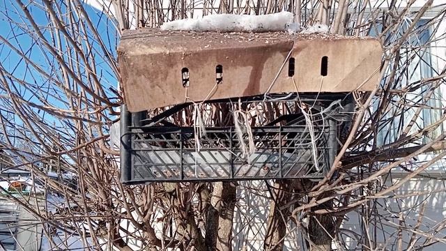 Кошка.Крыса. Срочно пришлось делать кормушки