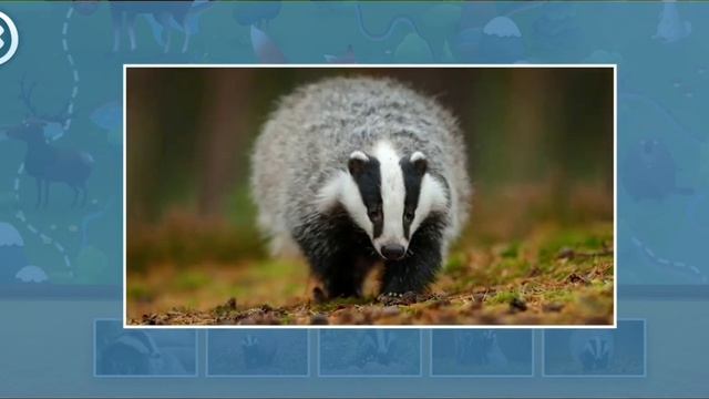 🟠 МИ-МИ-МИШКИ Mimimishki  Барсук 🦡 Животные  🔔👍