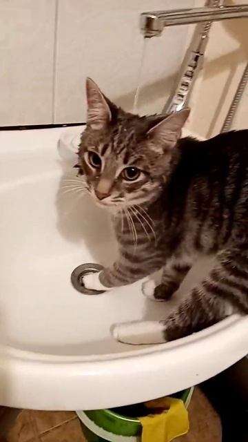 Мойка кота 2