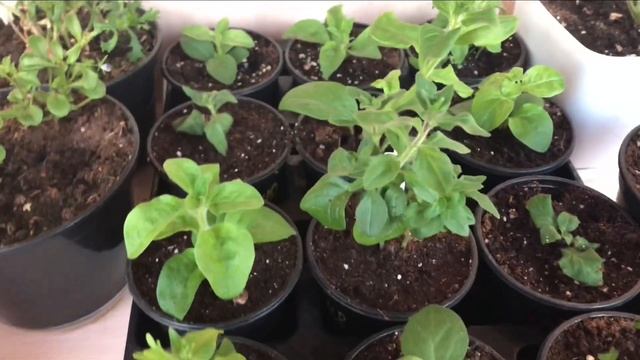 649c885493341aee20a2f03c98b9b268