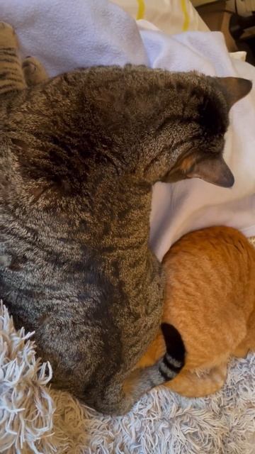 3 признака того, что кошки любят друг друга #11 - Cute Cats #199