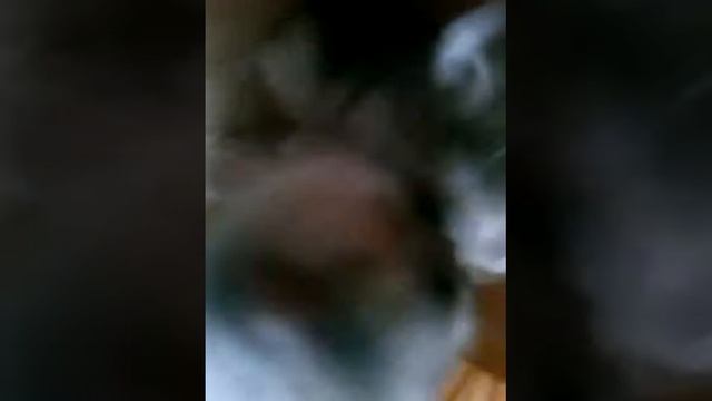 Как играют хомяки