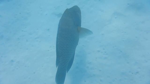 Wadi Lahmy Azur Resort 2018 Вторая встреча с Домиком в лагуне