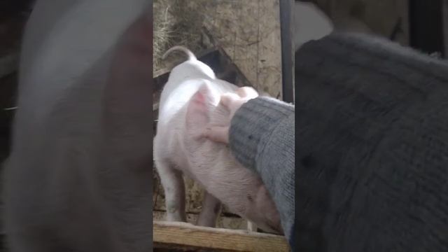 новый дом для свинки #свиньи #козы #куры #гуси #индюки #ферма