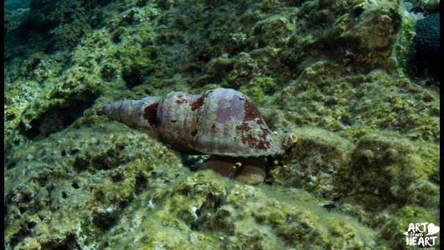 Magische Begegnungen Im Meer Tritonschnecke / Charonia Variegata
