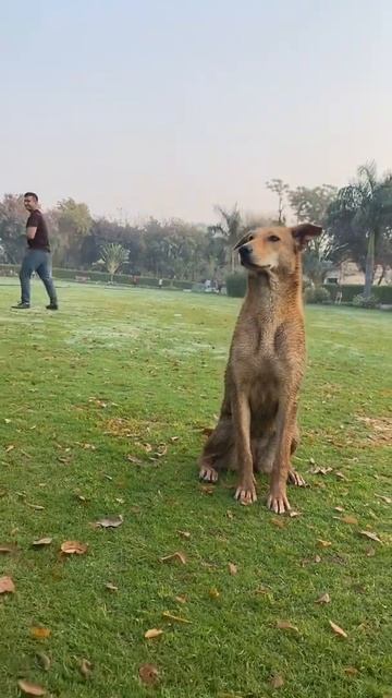 Awww Soo Cute Laali 🏓🏏 Love Cute Little Dogs L Cute Dog Status 2022 #shorts Love Dogs