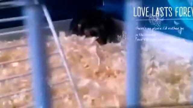 Шустрик и Фома /