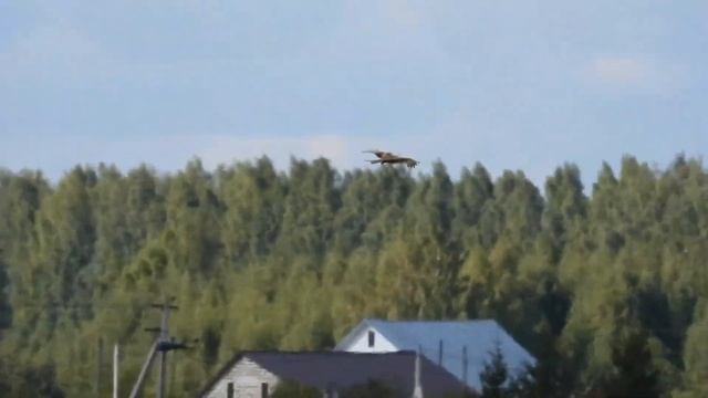 №3989  30 08 2023  Ветер и коршун