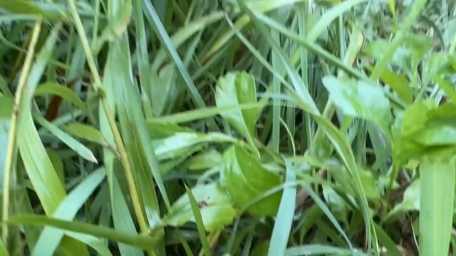 사마귀 중에서 덩치가 가장 큰 늠름한 자태 왕사마귀 Chinese Mantis 상표초 桑螵帩 신봉마을 Sinbong Village