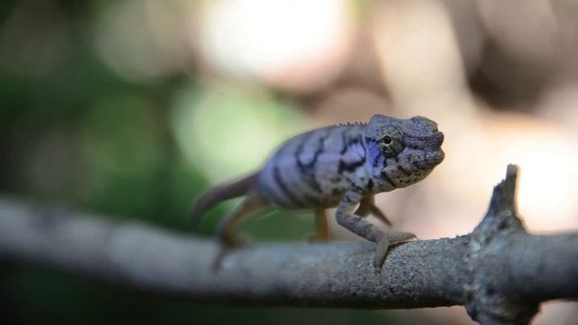 Furcifer Rhinoceratus
