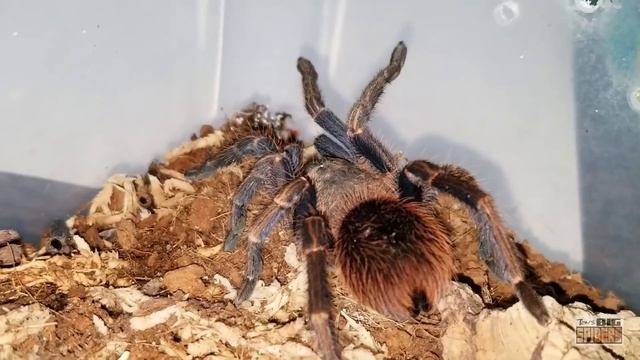 BLUE TARANTULAS! A Guide For Those Interested In The Blue Beauties