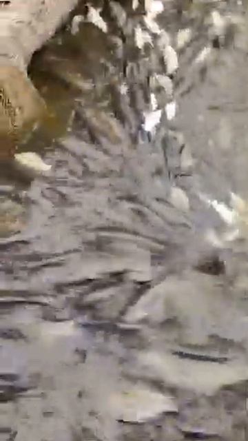 Малек Белый Амур, Карп, Карась, Толстолобик