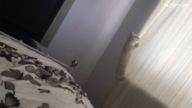 Кот волшебник