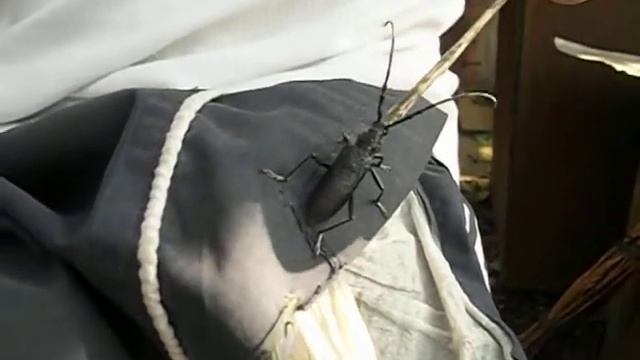 страшный зверюга))