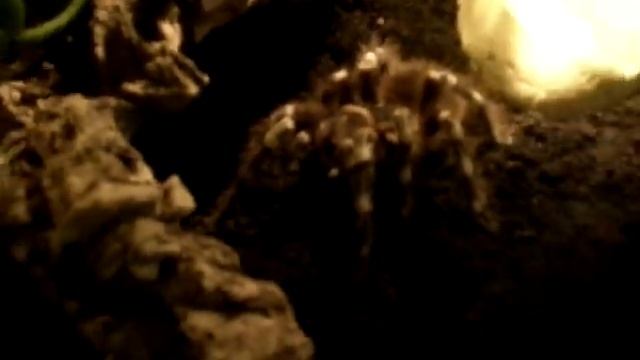 Acanthoscurria Geniculata 