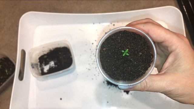 426ba03de368ab1661dd43255d5fee5a