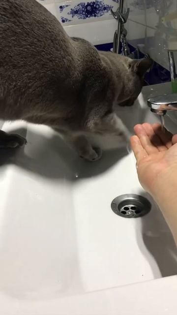 Бурманский Кот в ванной , Burma Cat In The Bathroom #бурмяу