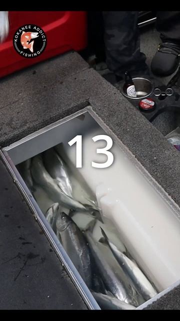 Kokanee Fishing Was 🔥 #fishing #kokanee #kokaneesalmon